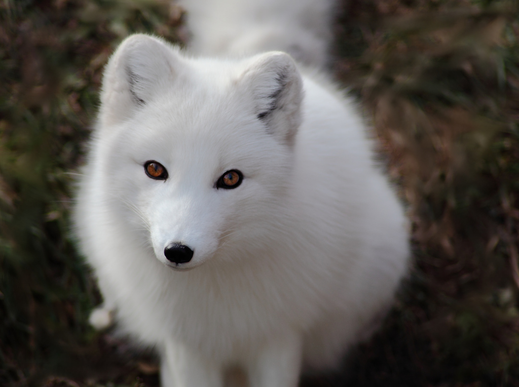 white-fox3.jpg