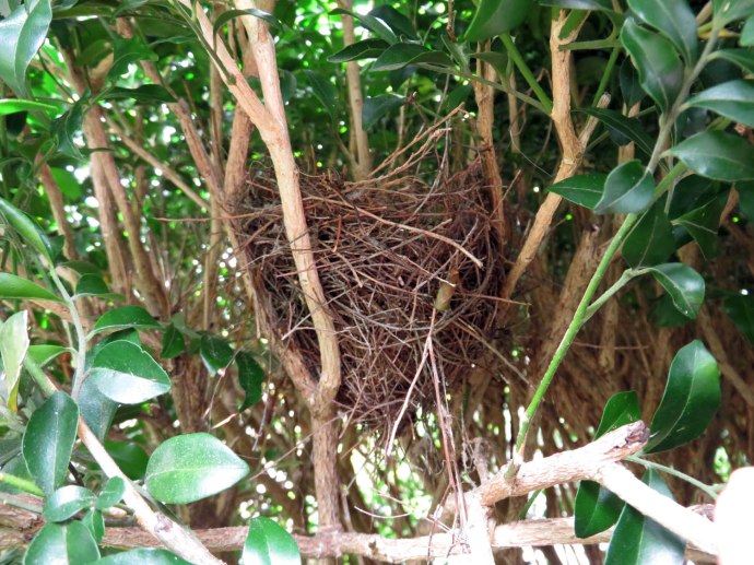 Little Wattlebird nest