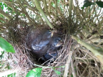Little Wattlebird nestlings.