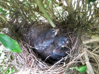 Little Wattlebird nestlings.